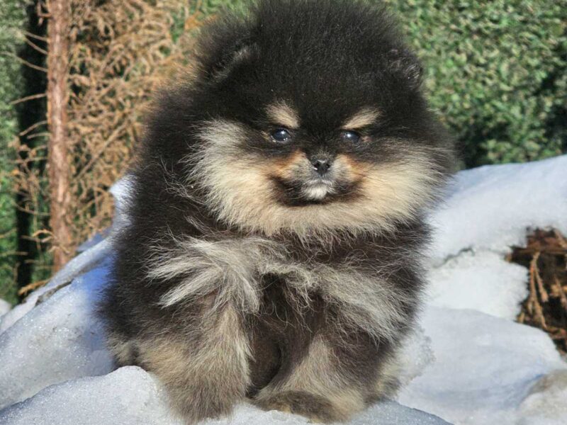 Pomeranian BOO – wygląd pluszowego misia, szpic pomerański