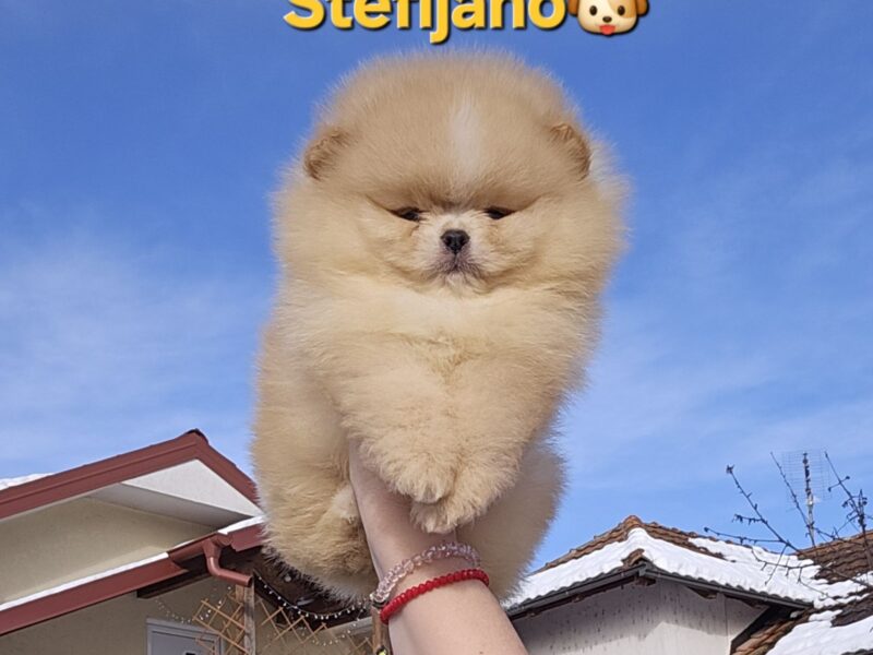 Pomeranian BOO – wygląd pluszowego misia, szpic pomerański