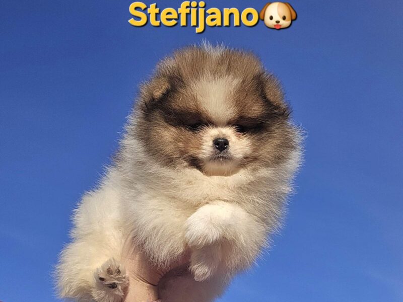 Pomeranian BOO – wygląd pluszowego misia, szpic pomerański