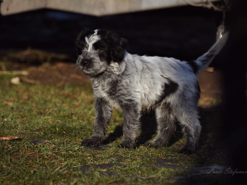 szczeniak Schapendoes z rodowodem