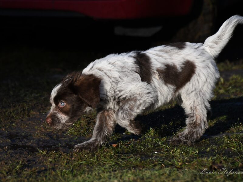szczeniak Schapendoes z rodowodem
