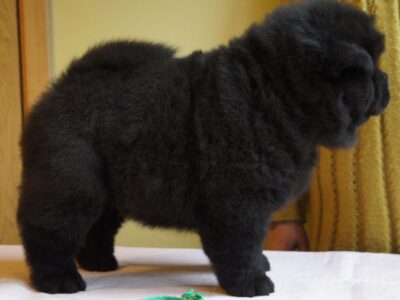 Szczeniaki chow chow