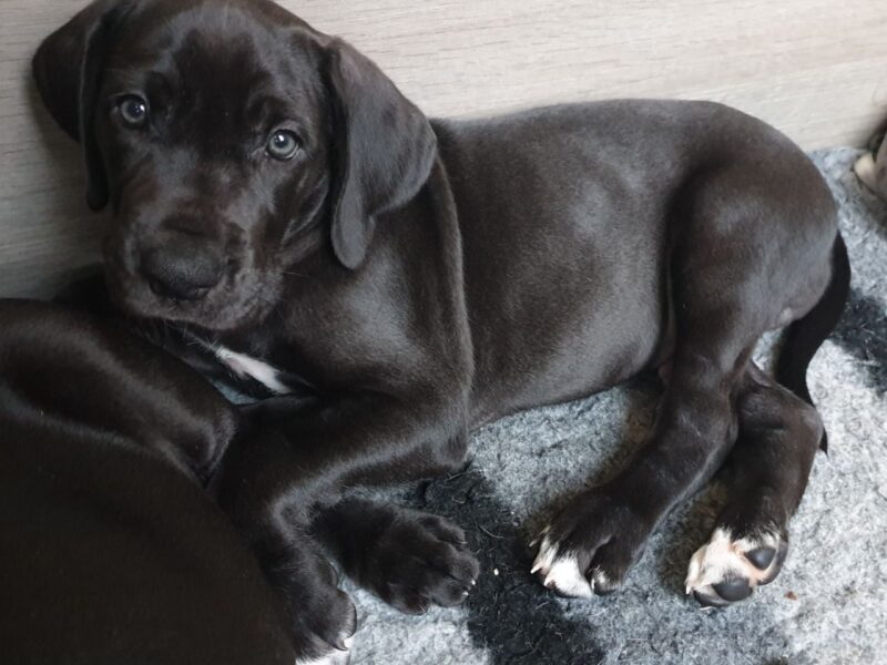 Szczeniaki doga niemieckiego.