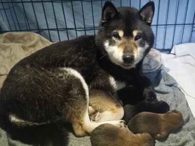 Shiba Inu. Nowy miot. Rezerwacja szczeniąt