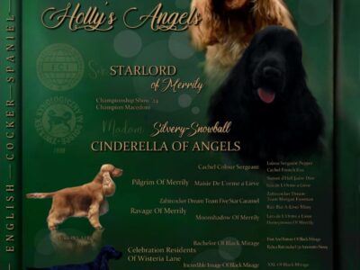 Cocker spaniel angielski szczenięta