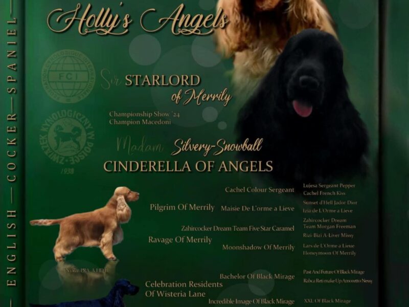 Cocker spaniel angielski szczenięta