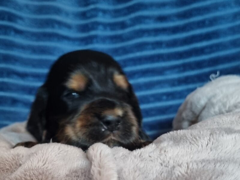 Cocker spaniel angielski szczenięta