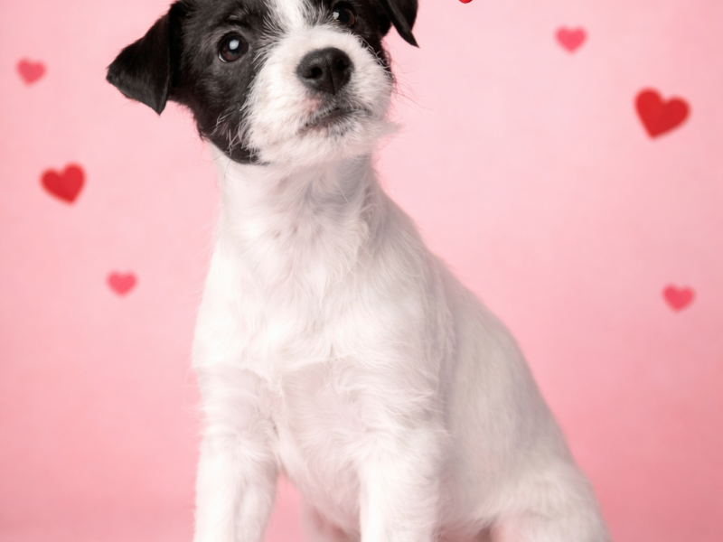 Parson Russell Terrier suczka i piesek