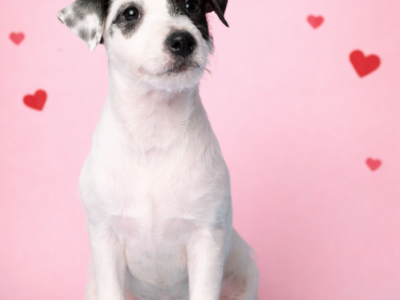 Parson Russell Terrier suczka i piesek