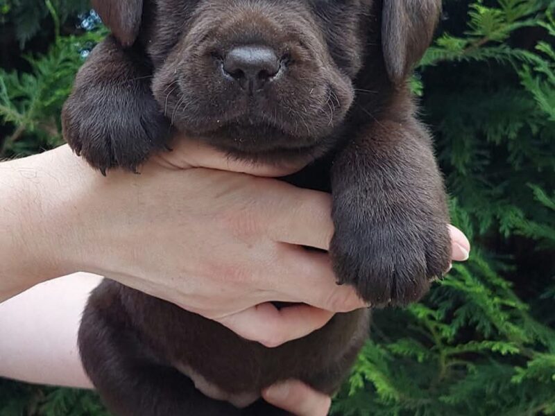 Labrador Retriever ZKwP/FCI- czekoladowe szczenięta