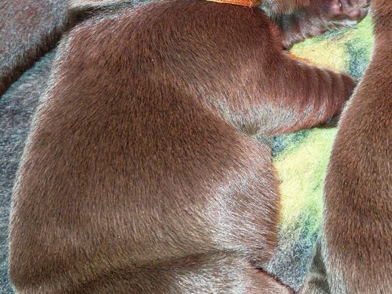 Labrador Retriever ZKwP/FCI- czekoladowe szczenięta
