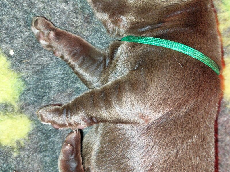 Labrador Retriever ZKwP/FCI- czekoladowe szczenięta