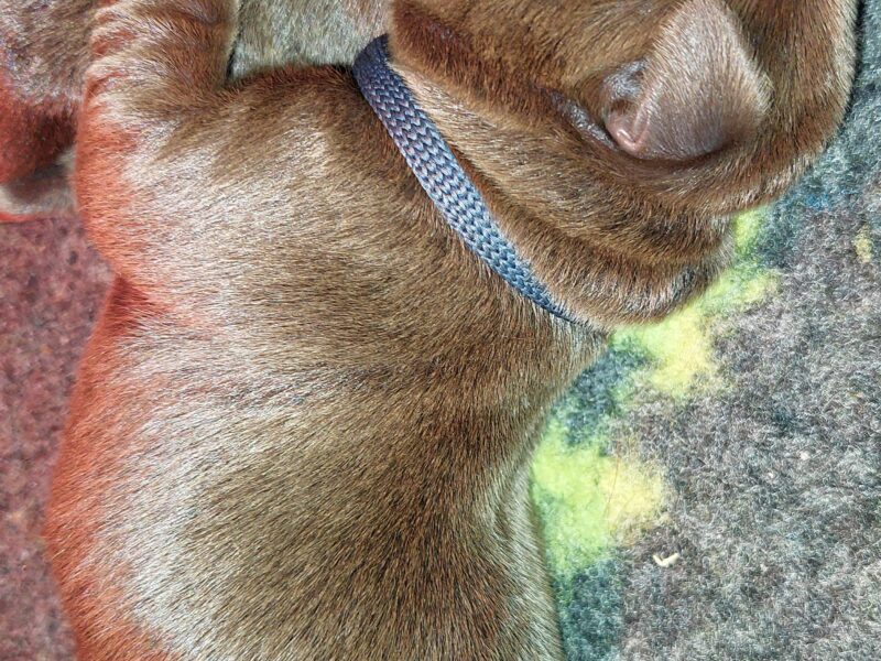 Labrador Retriever ZKwP/FCI- czekoladowe szczenięta