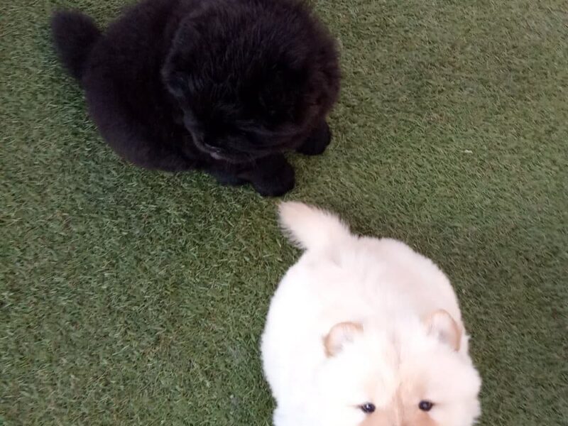 Szczeniaki chow chow