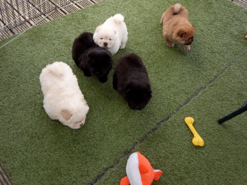 Szczeniaki chow chow