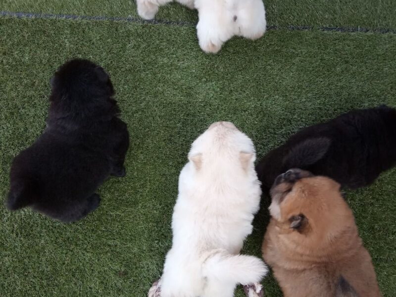 Szczeniaki chow chow