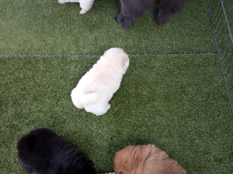 Szczeniaki chow chow