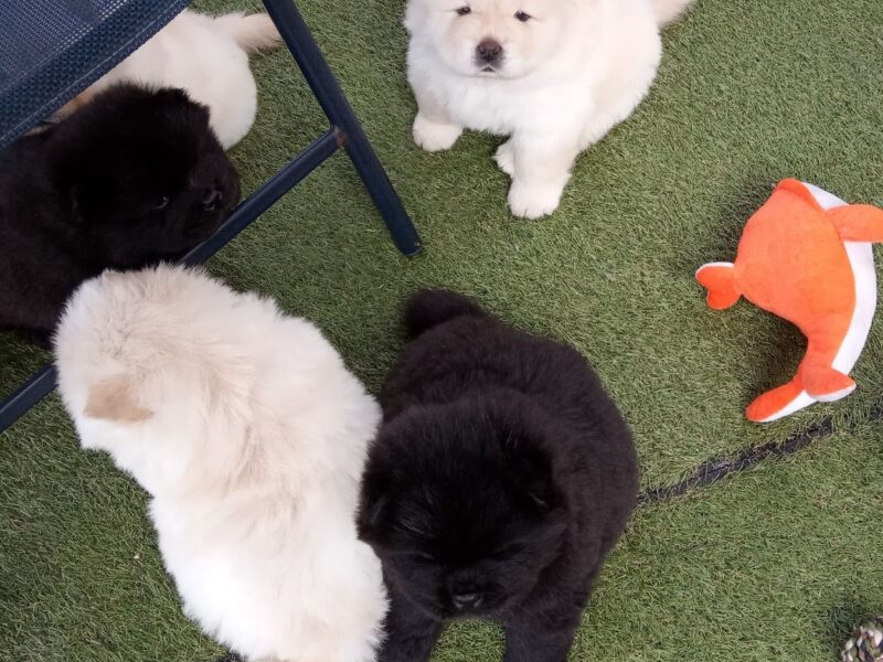 Szczeniaki chow chow