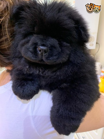 Szczeniaki chow chow