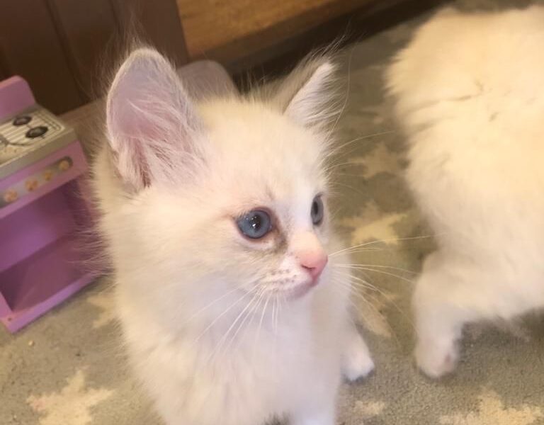 Kocięta rasy Ragdoll dostępne