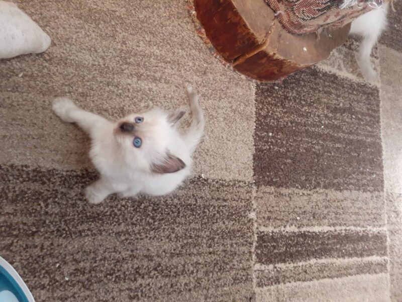 Kocięta rasy Ragdoll dostępne