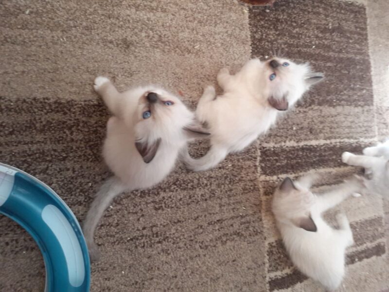 Kocięta rasy Ragdoll dostępne