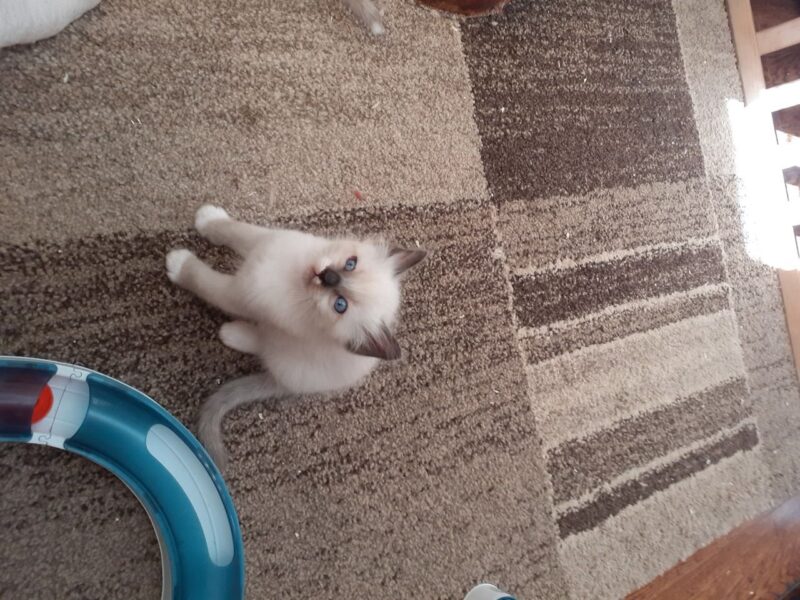 Kocięta rasy Ragdoll dostępne