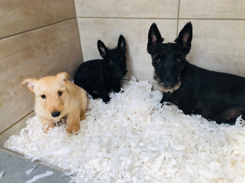 Szczenięta teriera szkockiego