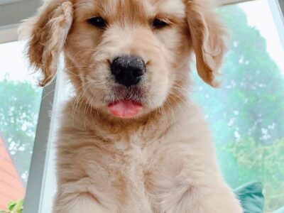 Szczenięta golden retrievera