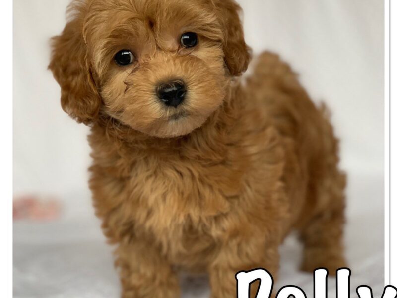 Szczeniaki hawańczyka