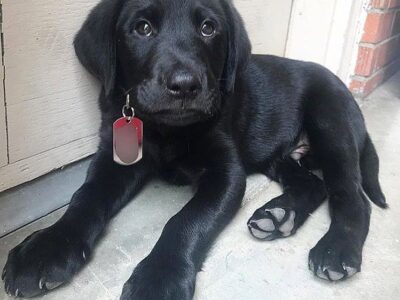 Szczeniaki labradora retrievera.