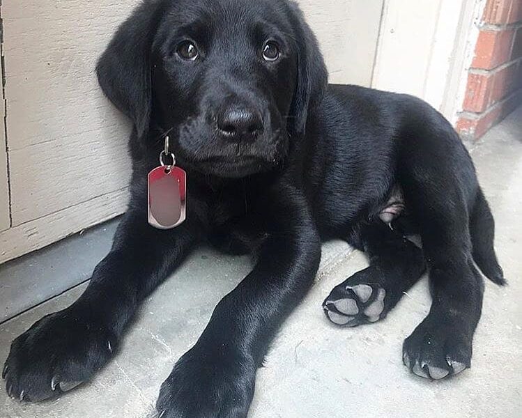 Szczeniaki labradora retrievera.