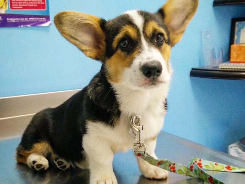 Szczeniaki Pembroke Welsh Corgi Pembroke