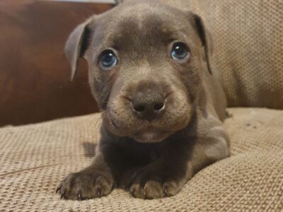 Szczeniaki staffordshire bull terriera