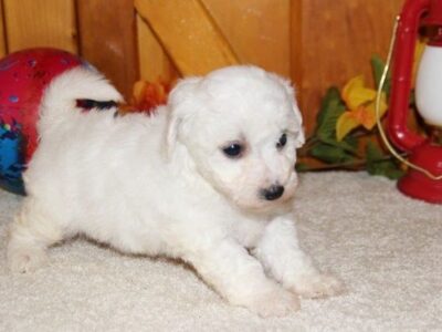 Szczenięta Bichon Frise
