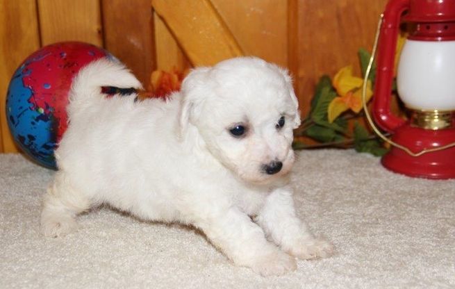 Szczenięta Bichon Frise