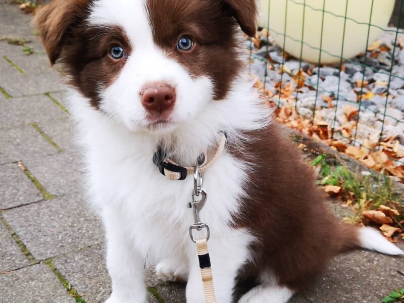 Szczeniaki Border Collie
