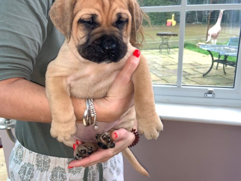 Szczenięta bullmastiffa