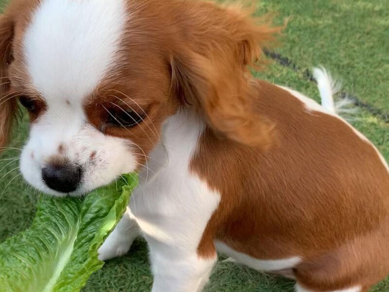 Szczenięta Cavalier King Charles Spaniel