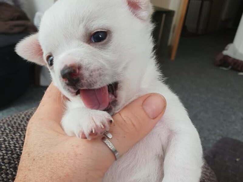 Szczeniaki chihuahua