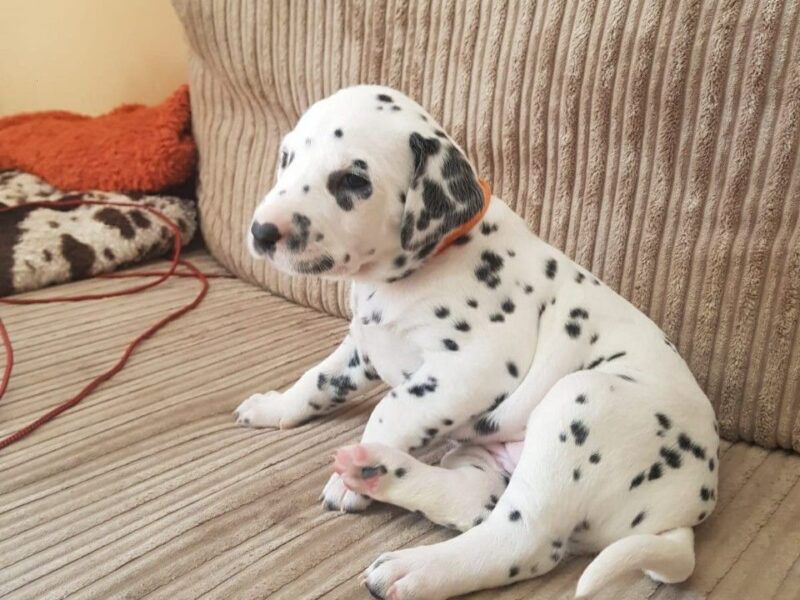Szczeniaki dalmatyńczyka