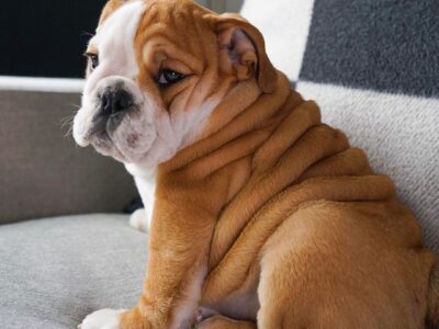 Szczenięta buldoga angielskiego