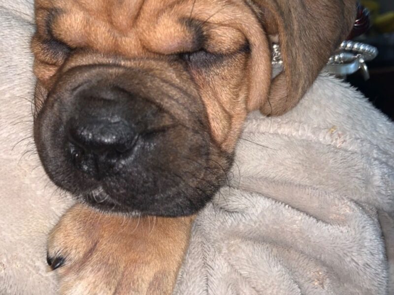 Szczenięta bullmastiffa