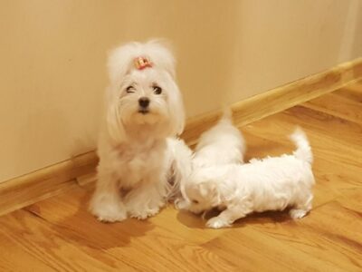 Szczenięta maltańczyka