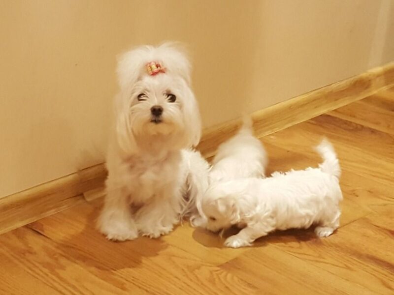 Szczenięta maltańczyka