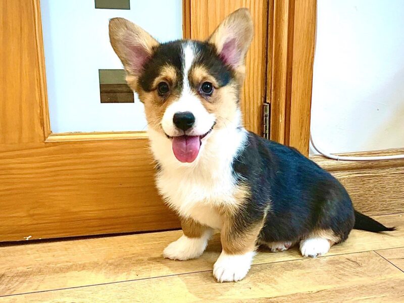 Szczeniaki Pembroke Welsh Corgi Pembroke