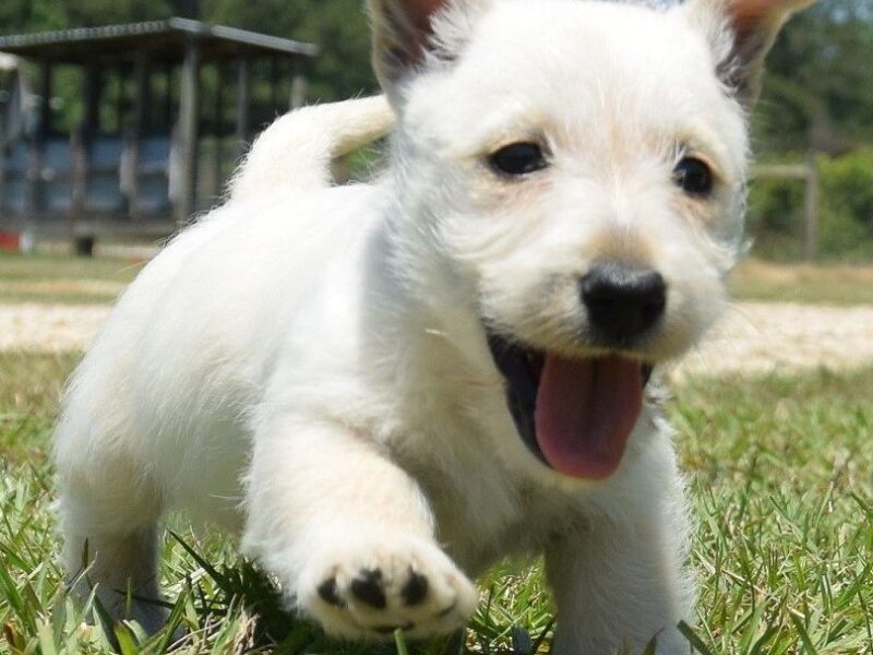 Szczenięta teriera szkockiego