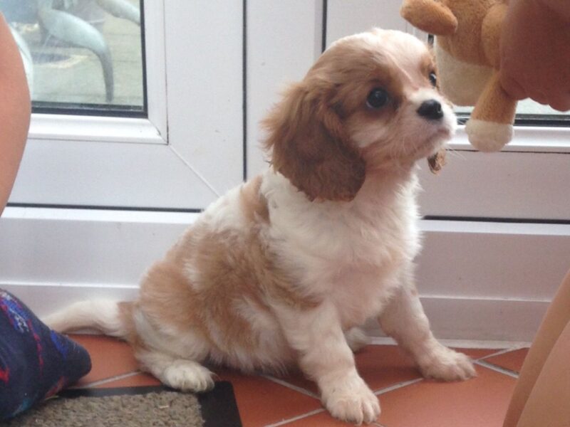 Szczenięta Cavalier King Charles Spaniel