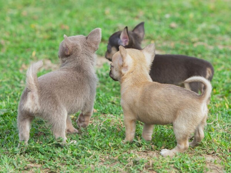 Szczeniaki chihuahua