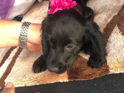 Szczeniaki cocker spaniela